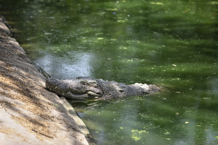 Asia Album: Scorching Hot! Animals Seek Shelter From Sun In New Delhi ...