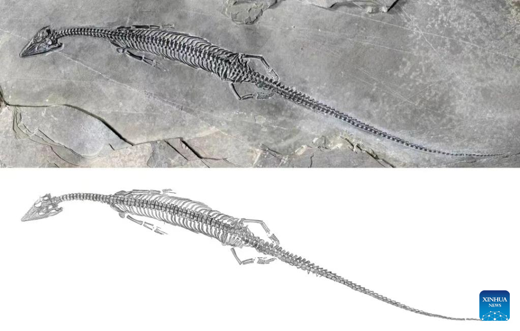 Chinese scientists find fossil of new marine reptile with 