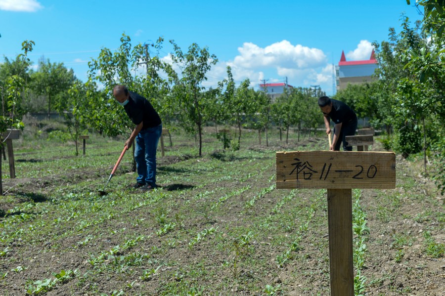 Xinjiang locals' life blooming with safflowerXinhua