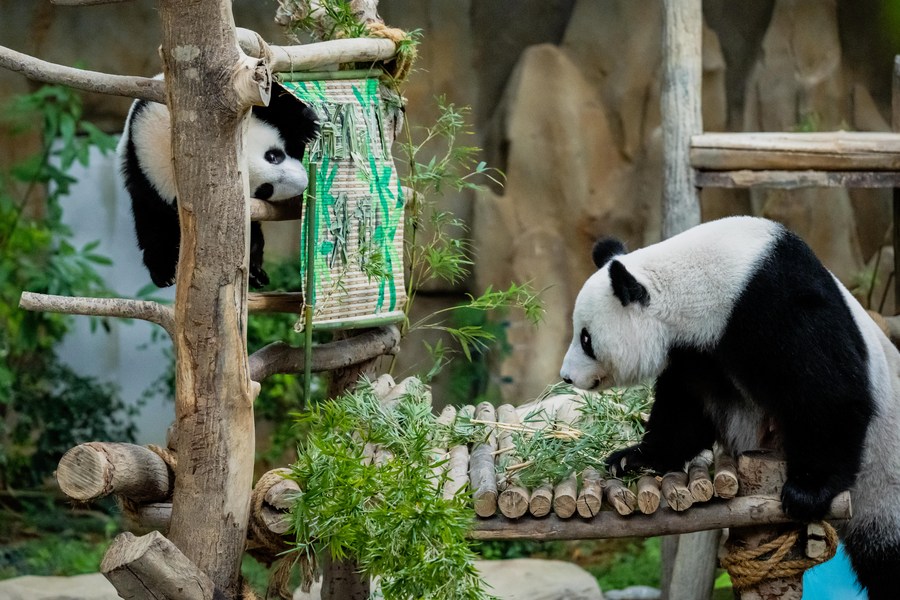 Sheng Yi, the 3rd panda cub born in Malaysia's Zoo Negara, will be sent  back to China with her older sister Yi Yi (born 2018) in May when she turns  2. : r/panda