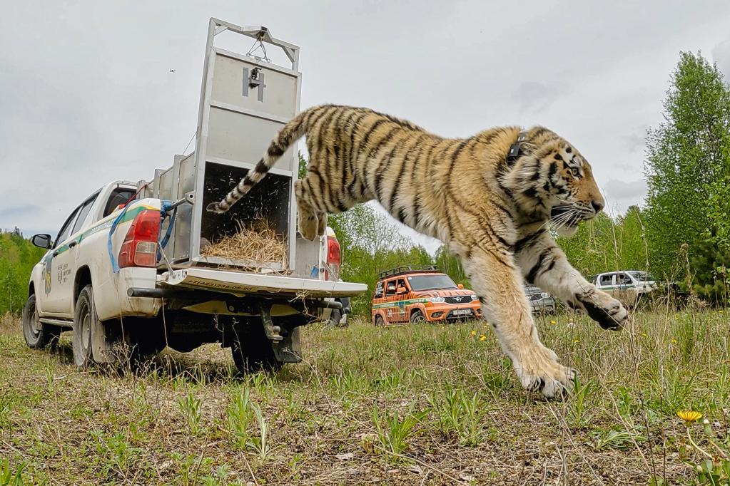 Saving the amur tiger