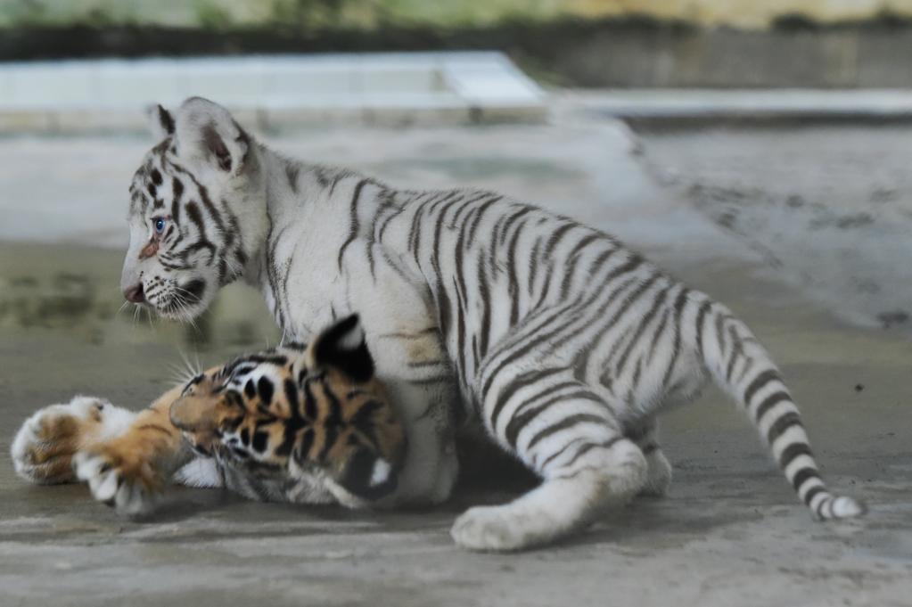 royal white bengal tiger