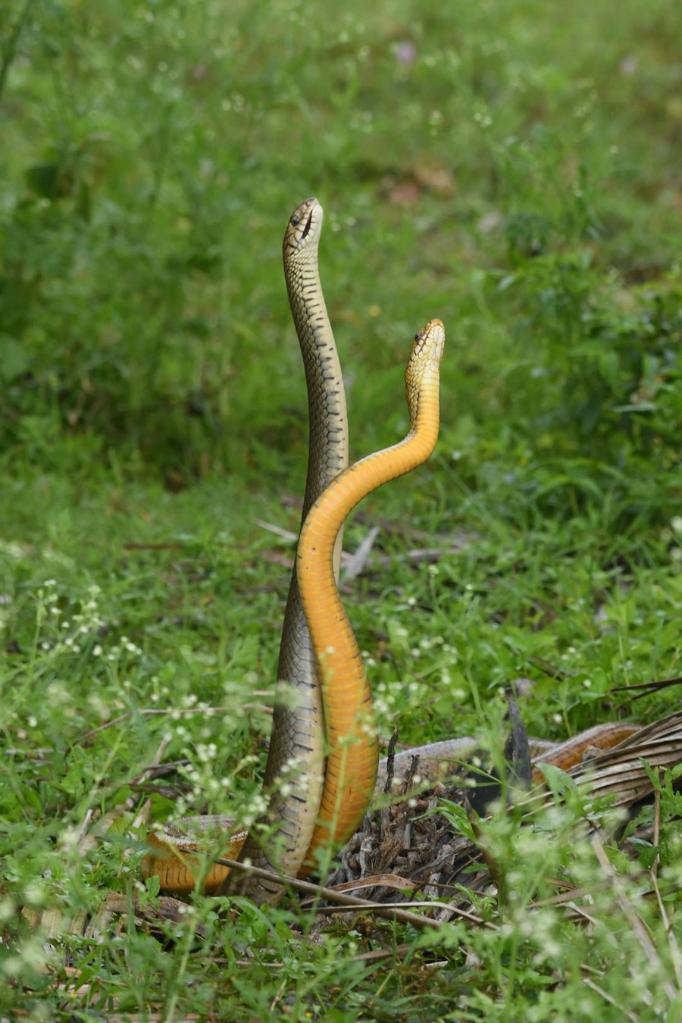 Asia Album: Two male rat snakes in combat dance in India-Xinhua