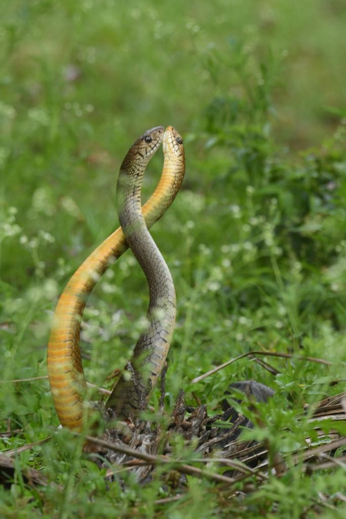 Asia Album: Two male rat snakes in combat dance in India-Xinhua