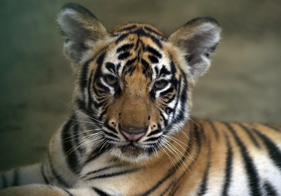 Asia Album: Rare white tigers revive zoo in Bangladesh-Xinhua