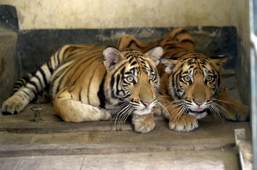 Asia Album: Rare white tigers revive zoo in Bangladesh-Xinhua