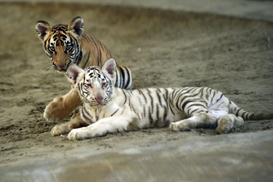 Asia Album: Rare white tigers revive zoo in Bangladesh-Xinhua