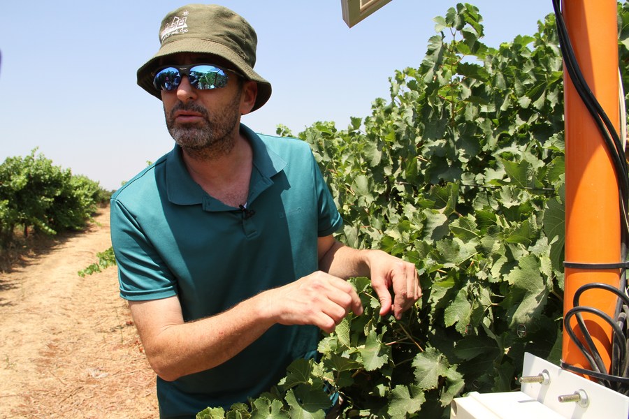 Israeli smart irrigation system helps manage quality, quantity of grape yields
