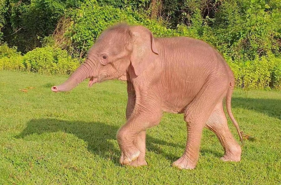 Burma captures 9th rare white elephant
