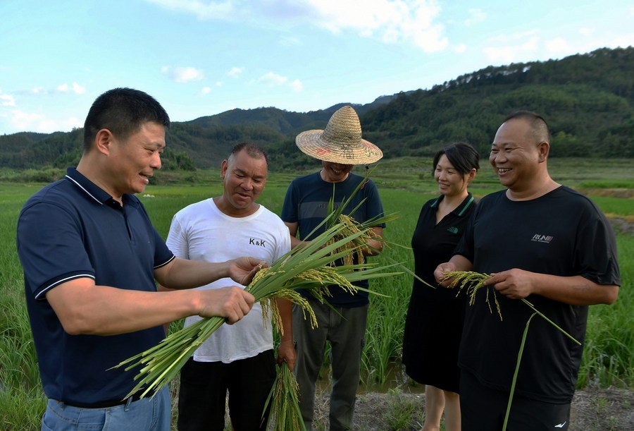 In Pics: Early-season rice ushered in harvest season in SE China's ...