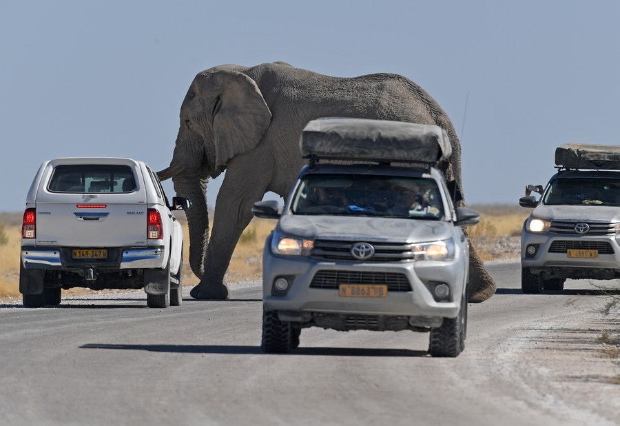 Amazing White Elephant Walk, Etosha National Park, Etosha National Park,  animal, animal, elephant, Namibia, Namibia
