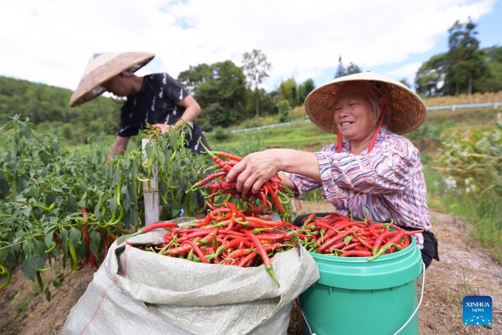 Villagers busy with farm work in SW China's Guizhou as summer fades ...