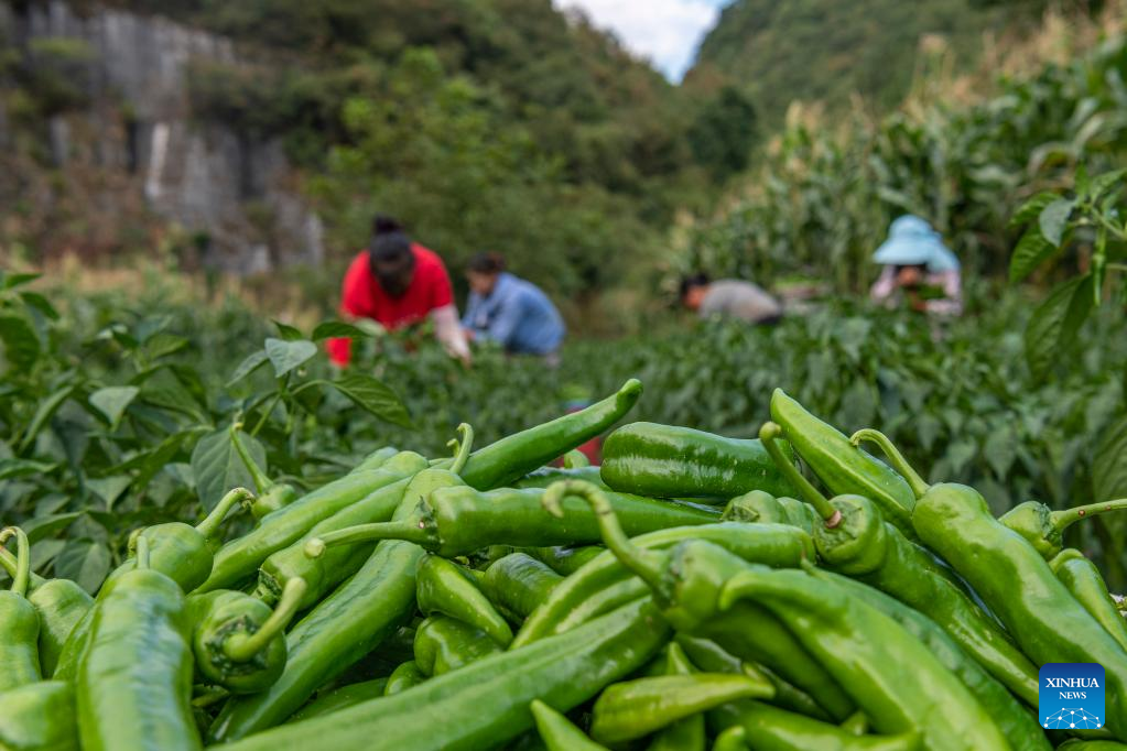 Villagers busy with farm work in SW China's Guizhou as summer fades ...