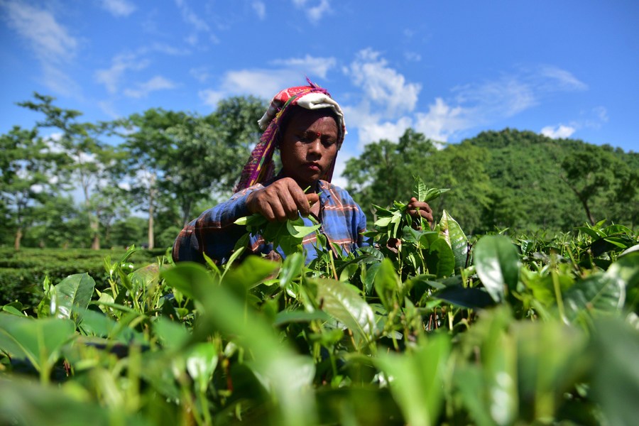 Asia Album: Community fishing at Goroimari Lake in northeast Indian state  of Assam - Xinhua