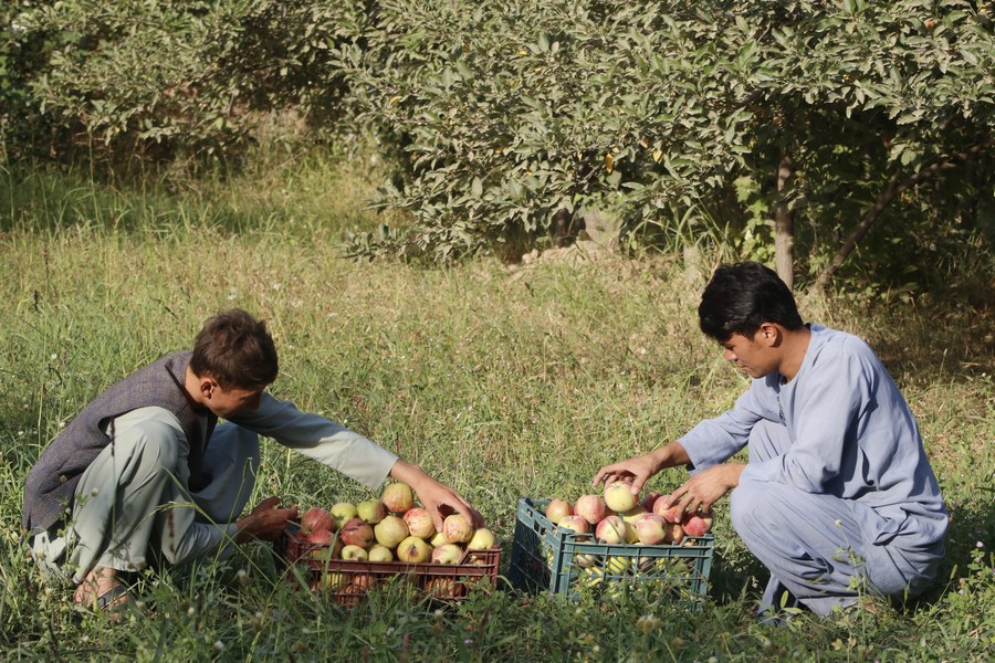 Asia Album Apple harvest season in AfghanistanXinhua
