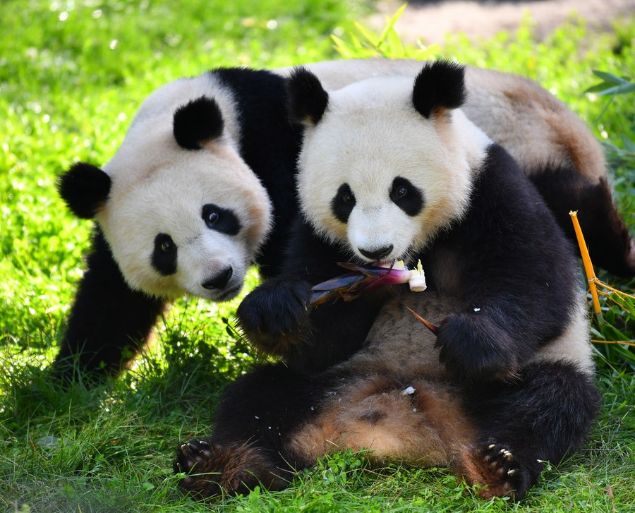 In pics: Giant panda twins celebrate 3rd birthday at Berlin Zoo-Xinhua