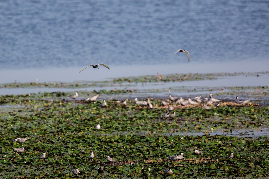 Birds, locals in harmony under China's wetland conservation