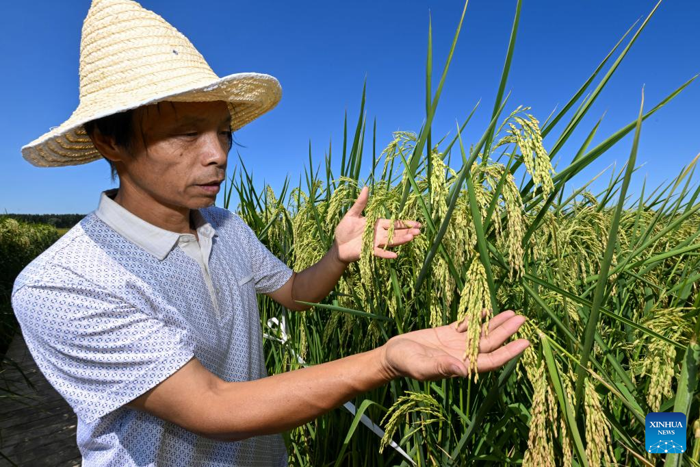 Giant rice in north China to enter harvest season in October