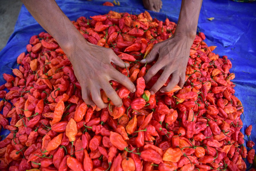 Asia Album: Dare try to taste ghost chilli from India's Assam?-Xinhua