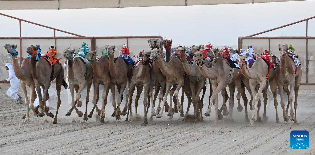Camel race kicks off in Jahra Governorate, Kuwait-Xinhua