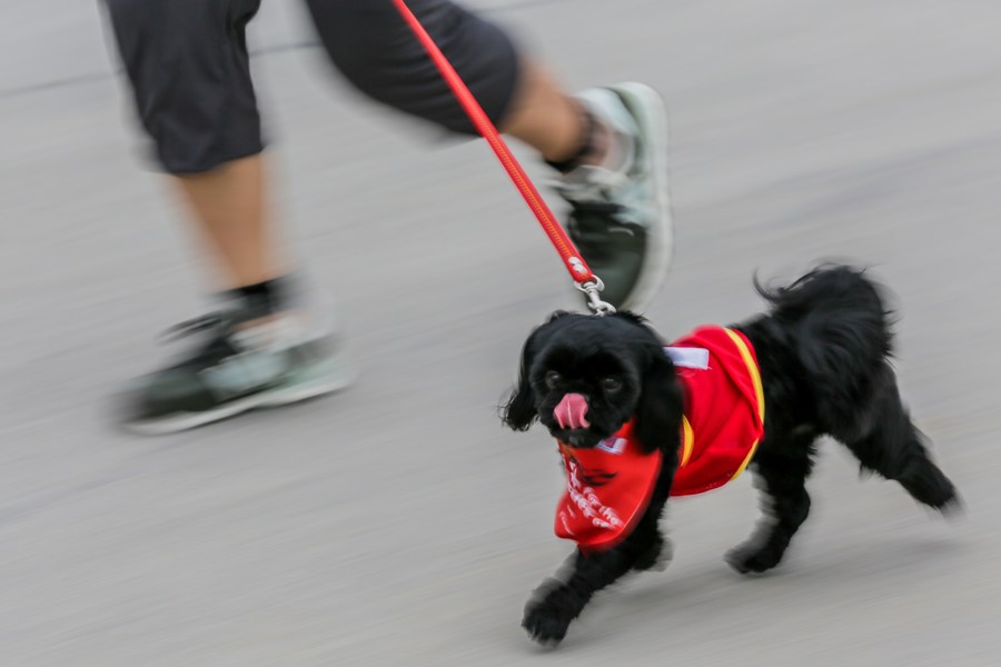 Can Dogs Run A Marathon
