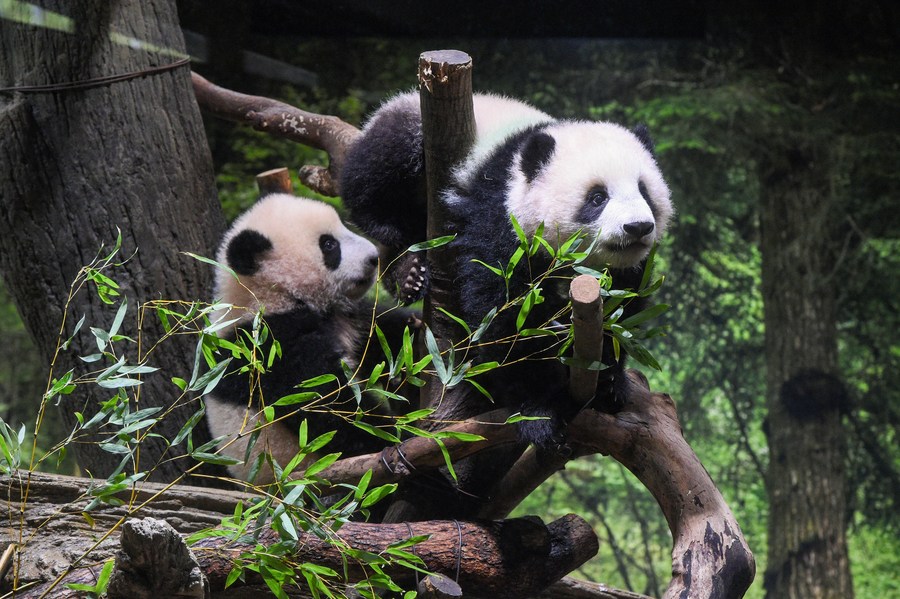 Japanese people fascinated with China's giant pandas for half a  century-Xinhua