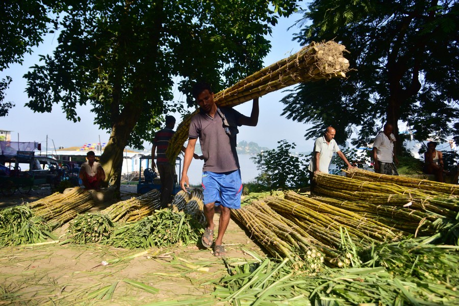 Asia Album: Bumper Harvest Of Sugarcanes In India's Assam-xinhua