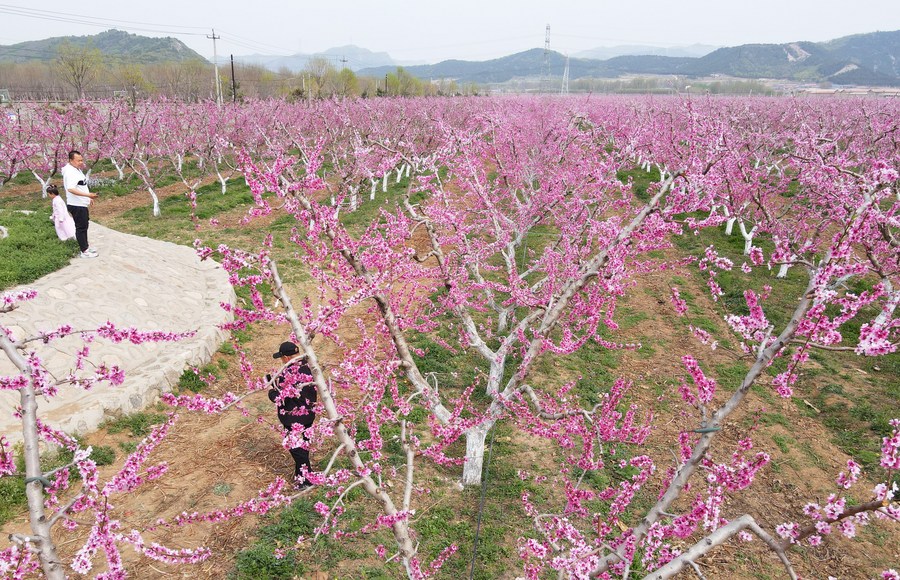 E-commerce brings peachy life for Beijing's peach farmers-Xinhua