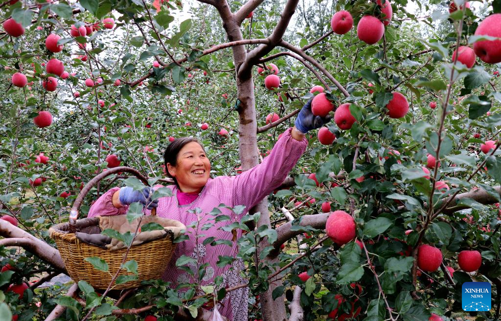 Farmers busy with agricultural activities on Cold Dew across China