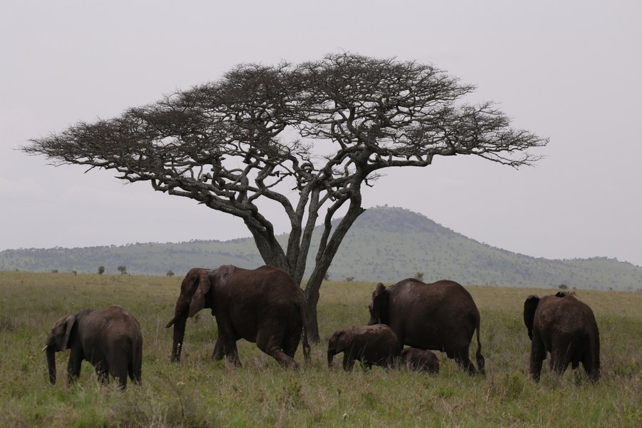 Tanzania Calls For Reinforcement In Protection Of Wildlife Corridors-Xinhua