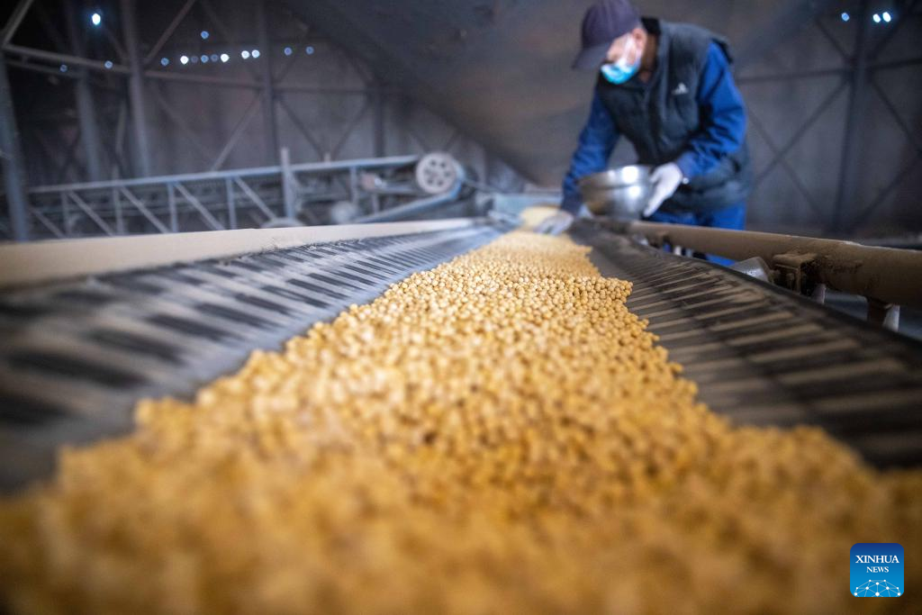 Autumn Grain Purchasing Underway In NE China's Heilongjiang-Xinhua