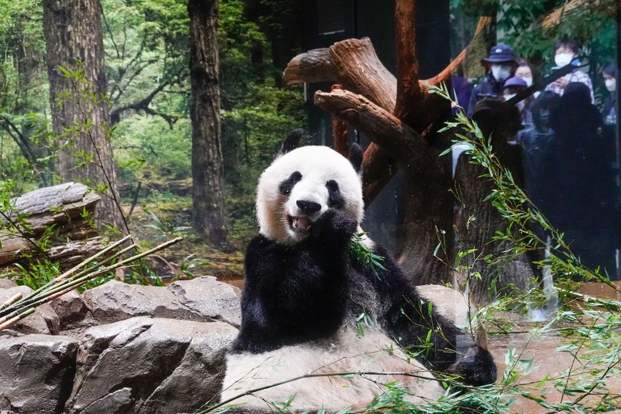 Panda Setting Sylvanian Park Epoch Japon Nouvelle libération