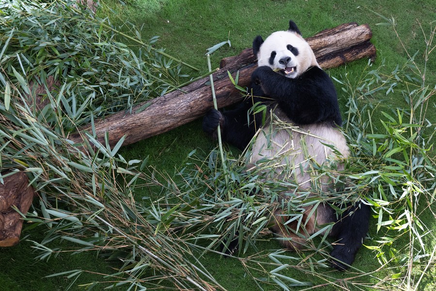 Chinese giant pandas meet public in Doha's first Panda House ahead of World Cup