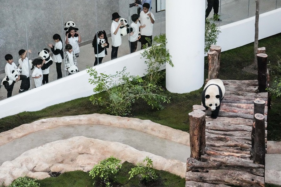 Chinese Giant Pandas Meet Public In Dohas First Panda House Ahead Of