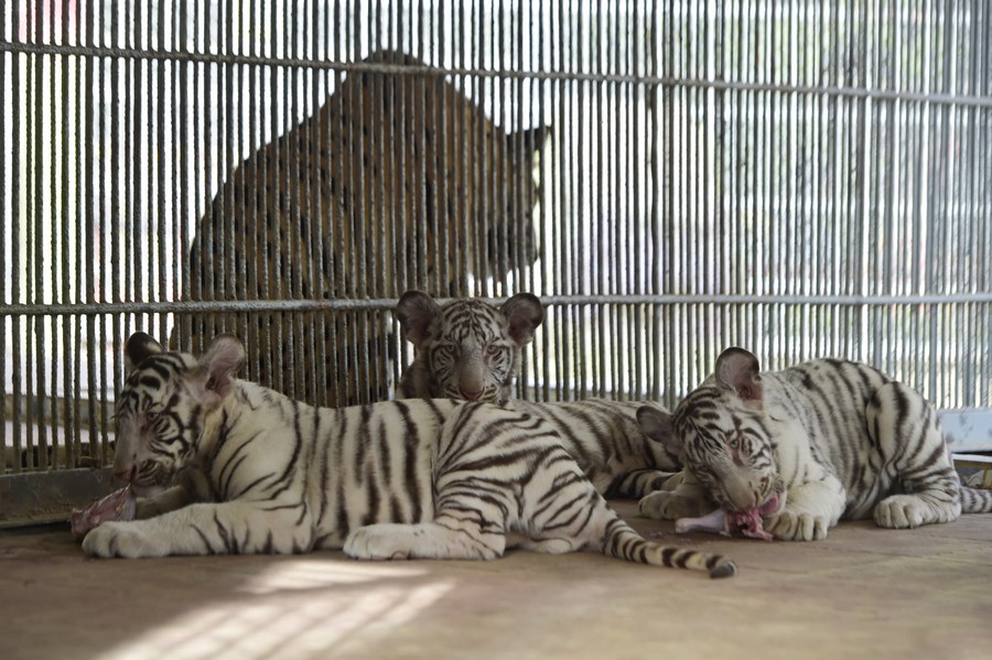 3 newborn white Bengal tiger cubs - People's Daily, China