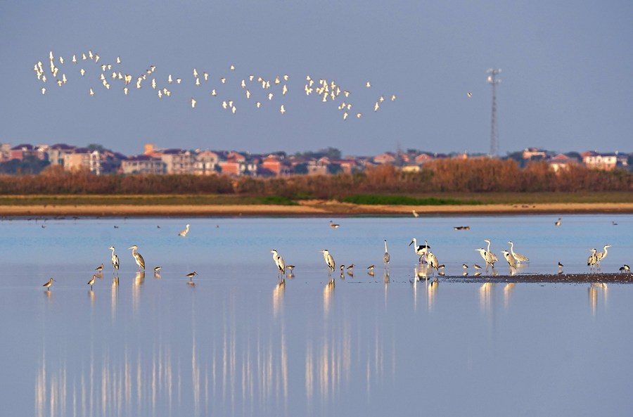 Wintering birds return to China's largest recovering freshwater lake