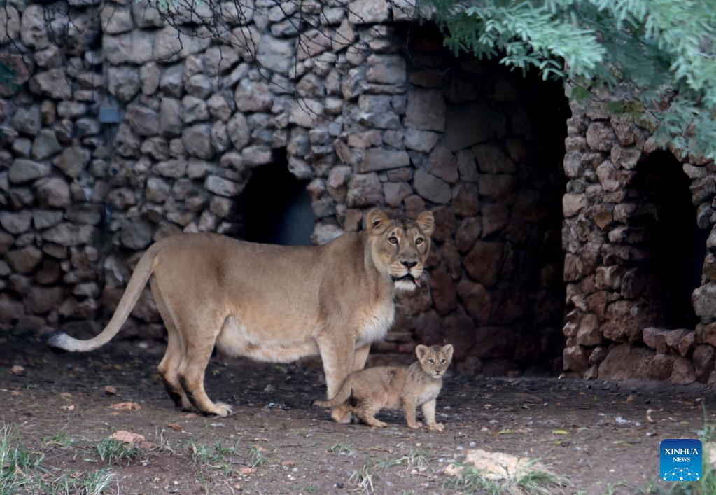 Jerusalem zoo welcomes second litter of rare Asiatic lions