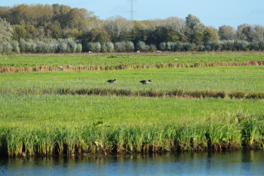 Interview: World must secure a "Paris"-style agreement for nature at ...