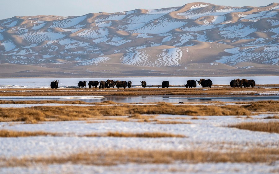 Interview: World must secure a "Paris"-style agreement for nature at ...