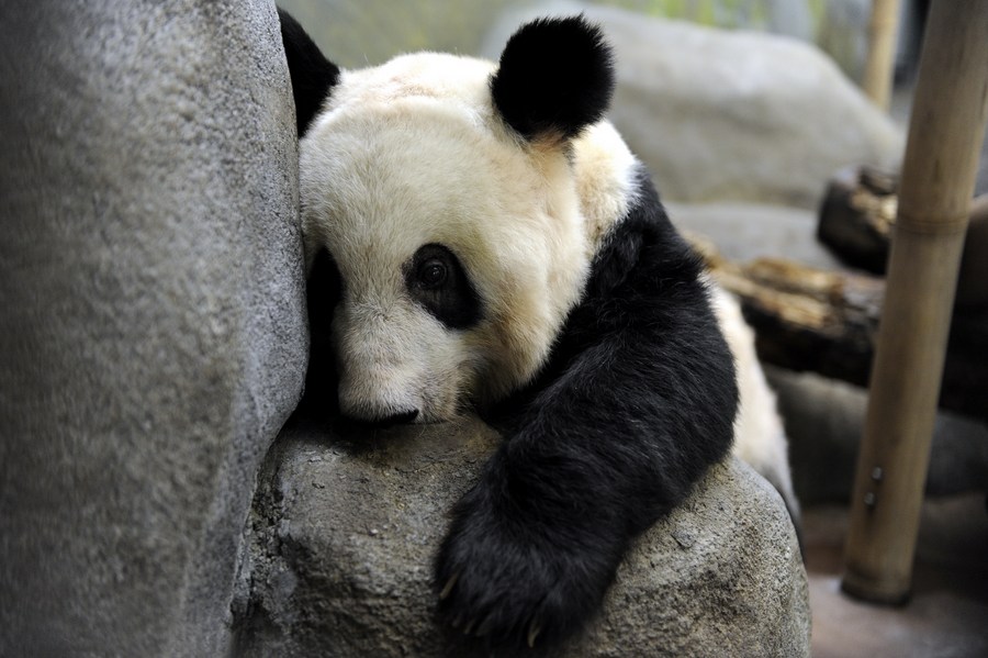 Viral video of 'skinny' giant panda in a US zoo ignites calls for its  return to China - Global Times