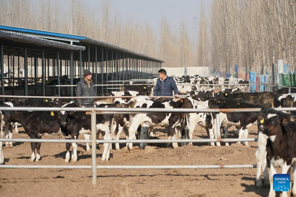 Photo story: university graduate devoted to cattle breeding in hometown ...