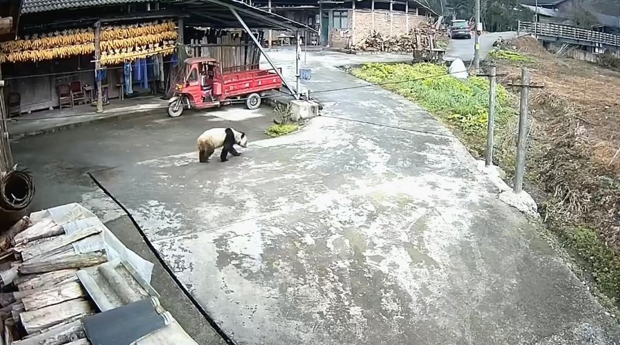 ぱんだ Wild giant panda rescued after entering villager's courtyard in