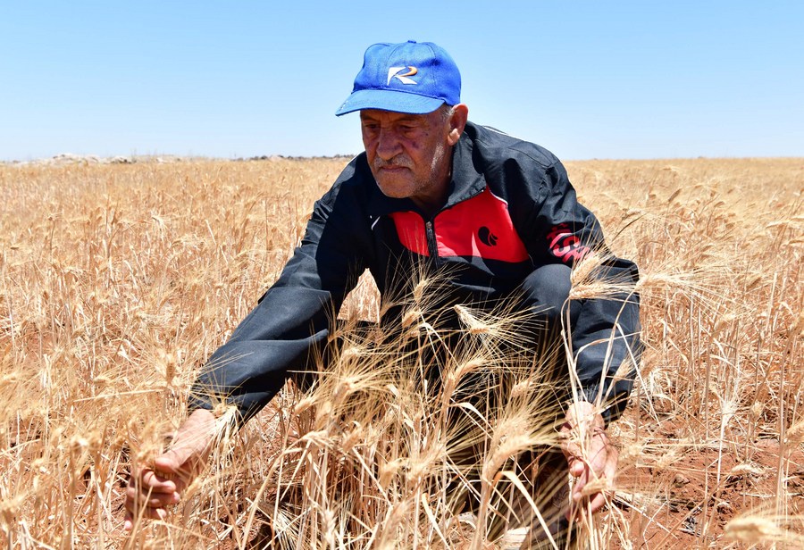 american wheat farmer