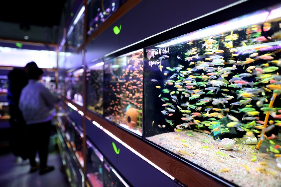 Ornamental fish markets attract 
