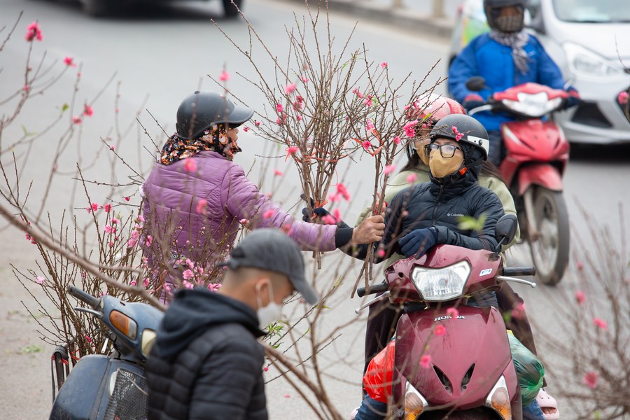 Why northerners often display peach blossoms during Lunar New Year, Culture - Sports