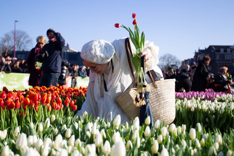 Dutch celebrate tulip day with free flower picking-Xinhua