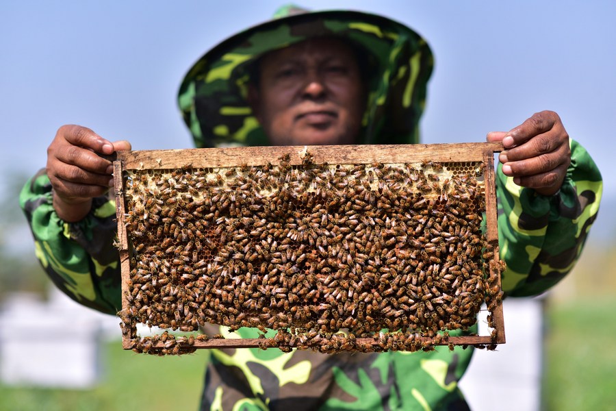 Asia Album Taste the sweetness of honey with Indian beekeepersXinhua