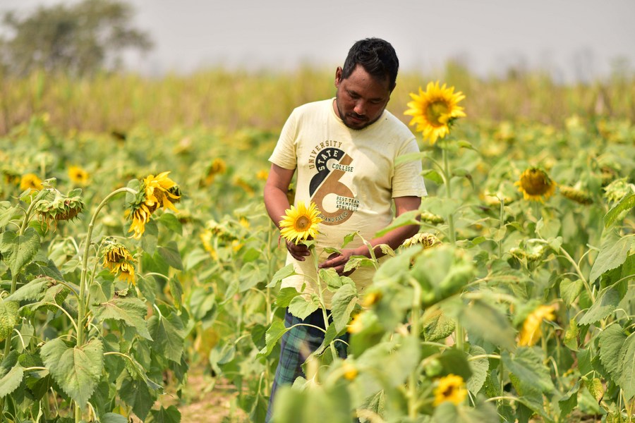 Asia Album: A glimpse of India's sunflower farming-Xinhua