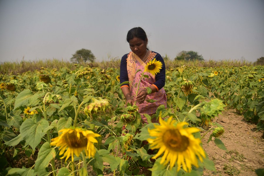 Asia Album: A Glimpse Of India's Sunflower Farming-Xinhua