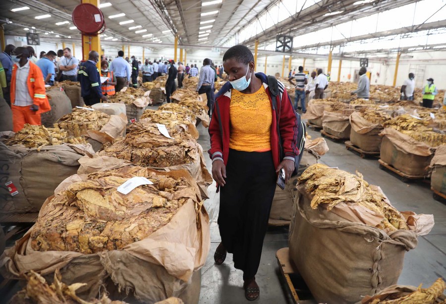 Hello Africa) Zimbabwean tobacco farmers grow income, improve livelihoods  from contract farming-Xinhua